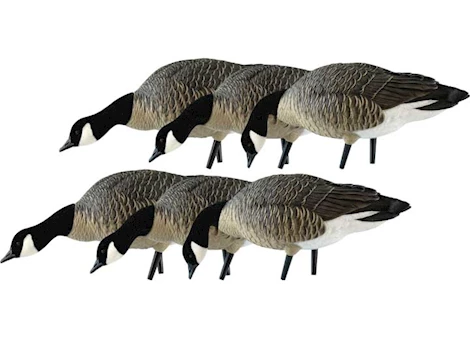 Avian-X AXP Lessers Painted Goose Decoys Feeder Pack Main Image