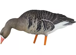 Avian-X AXP Specklebelly Painted Goose Decoys Fusion Pack