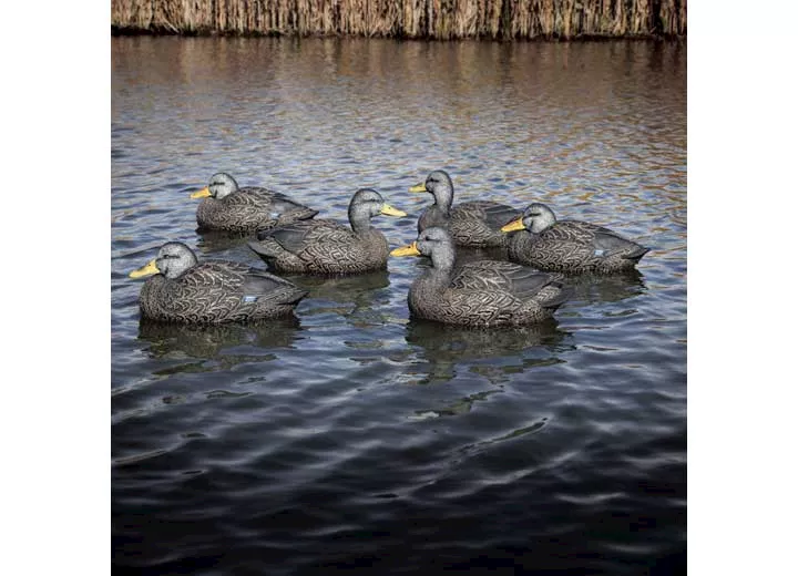 Beavertail Boats and Decoys Refuge series black duck floater decoys 6pk