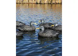 Beavertail Boats and Decoys Refuge series black duck floater decoys 6pk