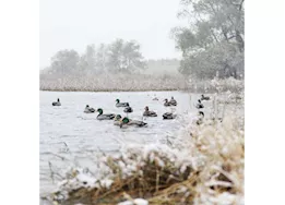 Beavertail Boats and Decoys Refuge series floater mallards decoys 6pk