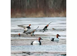 Beavertail Boats and Decoys Refuge series canvasback floater decoys 6pk