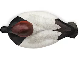 Beavertail Boats and Decoys Refuge series bluebill floater decoys 6pk