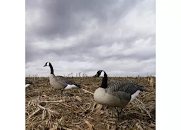 Beavertail Boats and Decoys Dominator series full body decoys active 4 pack